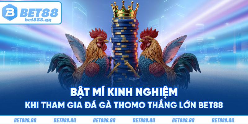 Bật mí kinh nghiệm khi tham gia đá gà Thomo thắng lớn Bet88