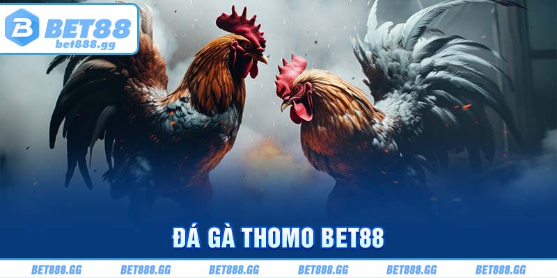 đá gà thomo bet88