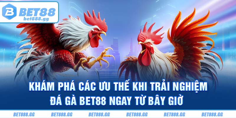 Khám phá các ưu thế khi trải nghiệm đá gà Bet88 ngay từ bây giờ