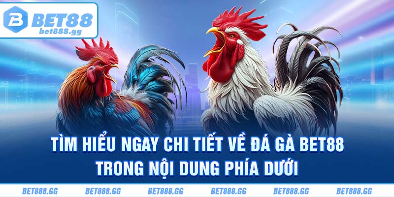 Tìm hiểu ngay chi tiết về đá gà Bet88 trong nội dung phía dưới